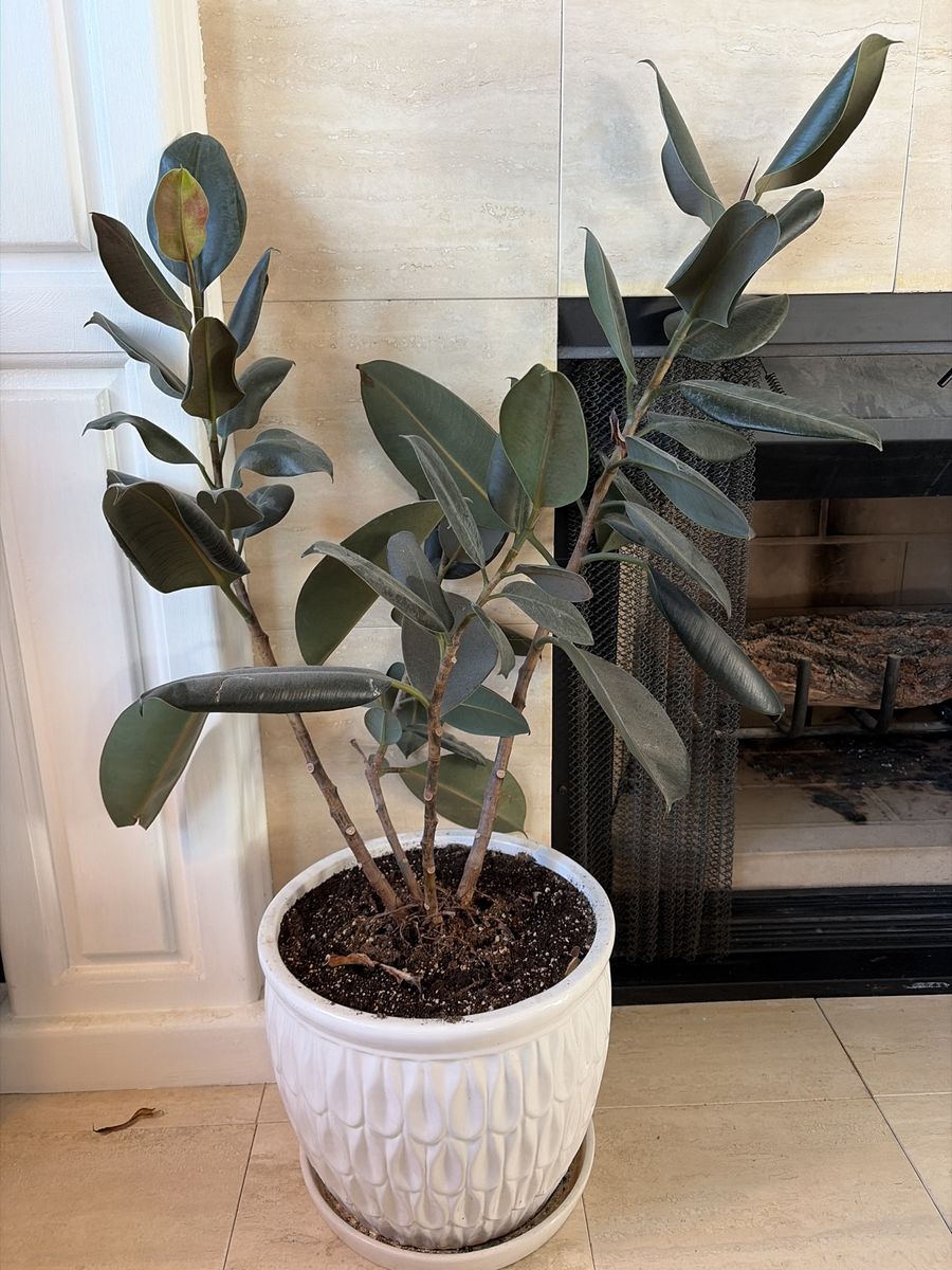 Large Rubber Plant (Ficus Elastica) in White Ceramic Pot - Healthy Indoor Plant