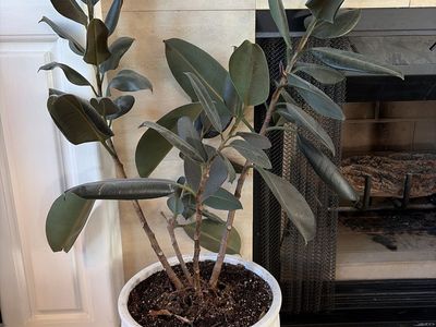 Large Rubber Plant (Ficus Elastica) in White Ceramic Pot - Healthy Indoor Plant
