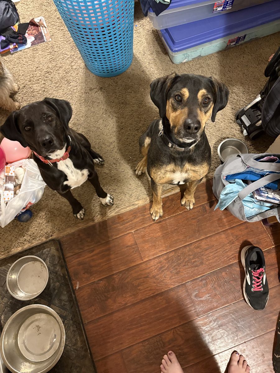 F/M dog with supplies