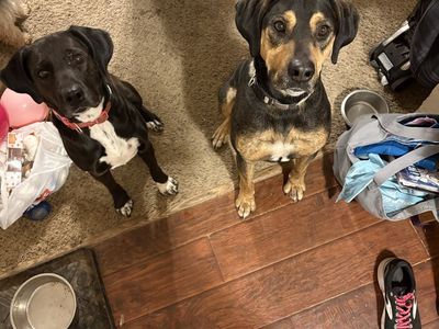 F/M dog with supplies