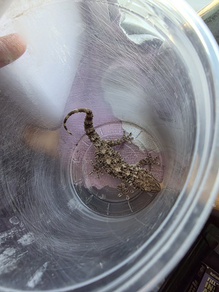 moorish (crocodile) gecko pair