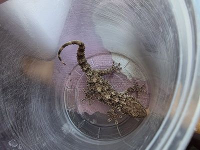 moorish (crocodile) gecko pair