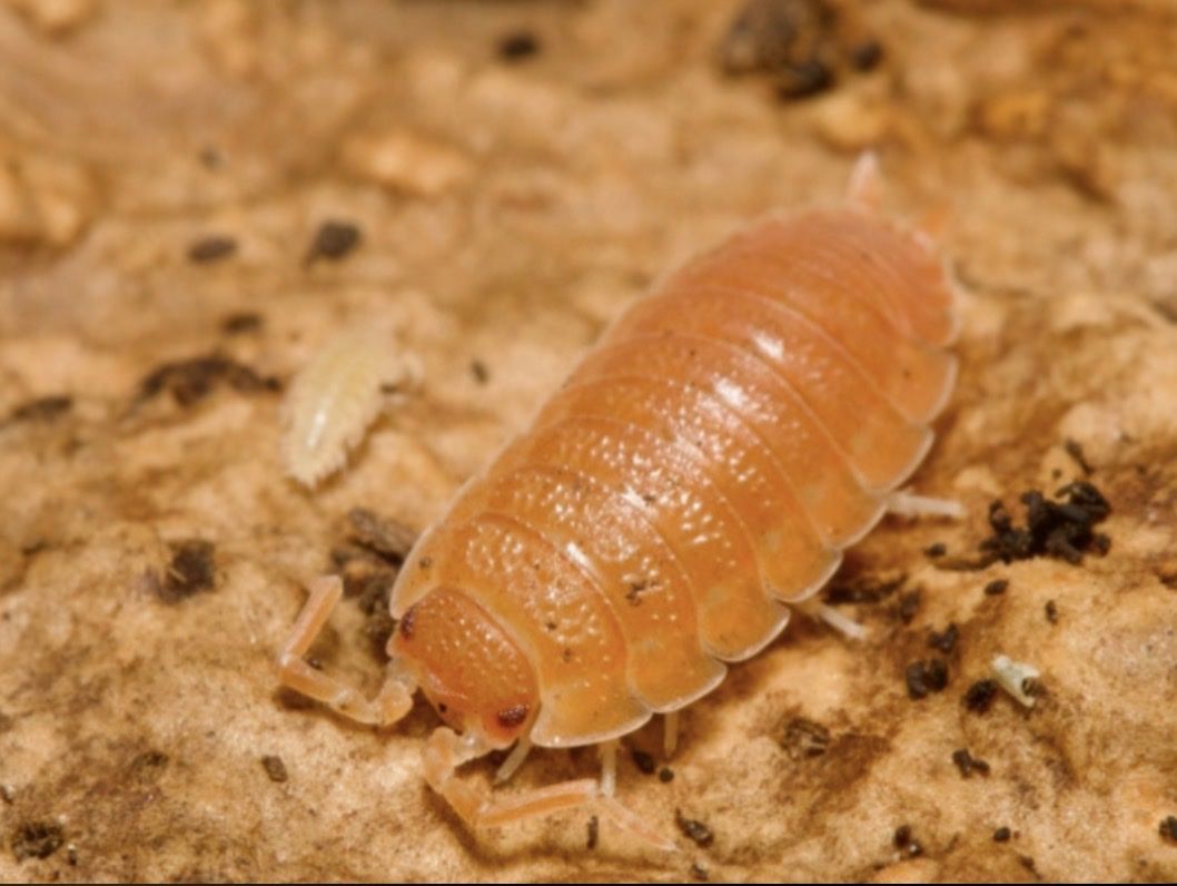 Spanish Orange Scaber Isopods