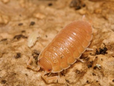 Spanish Orange Scaber Isopods