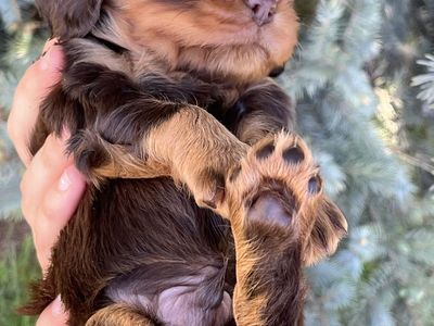 King Charles Cavaliers