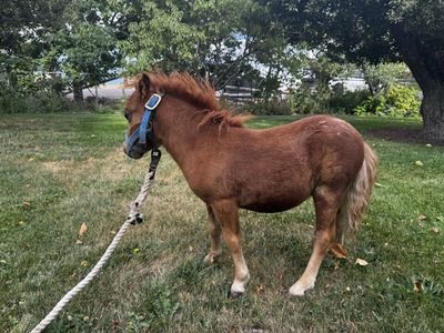 Mini horse