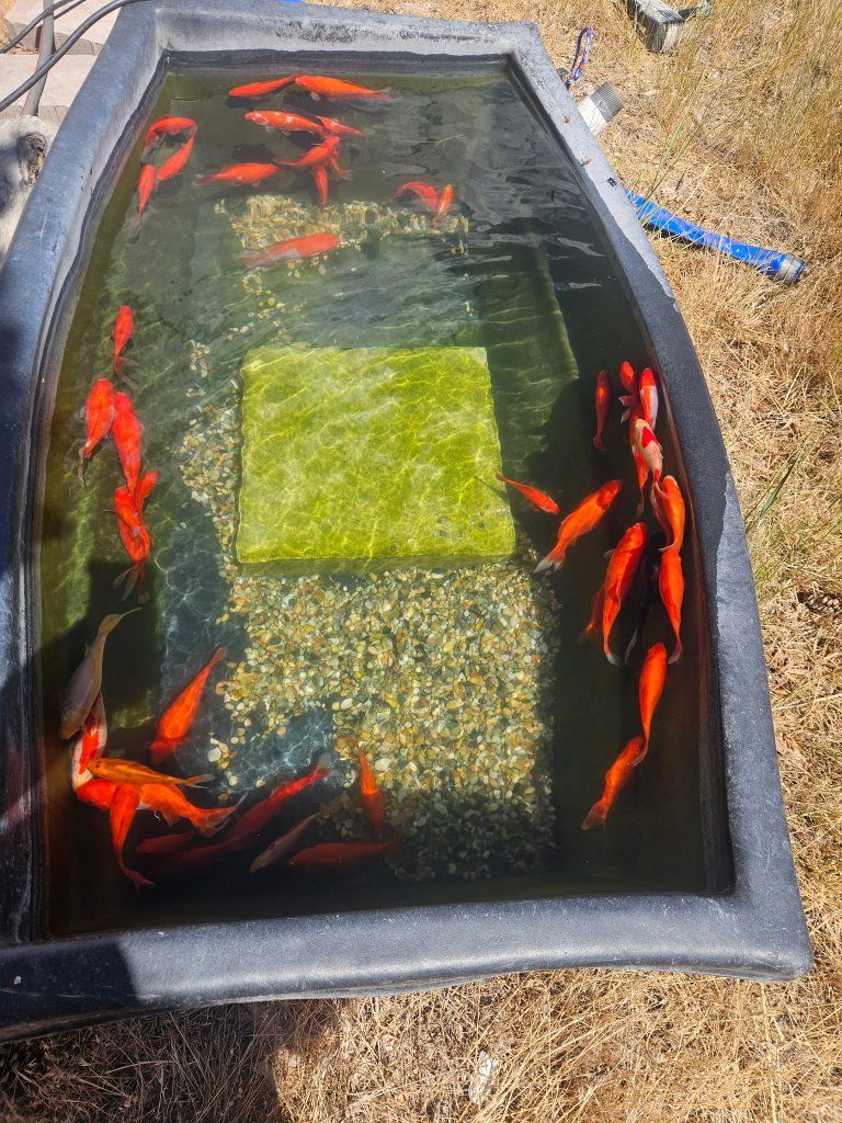Free Goldfish - (Live Animals)