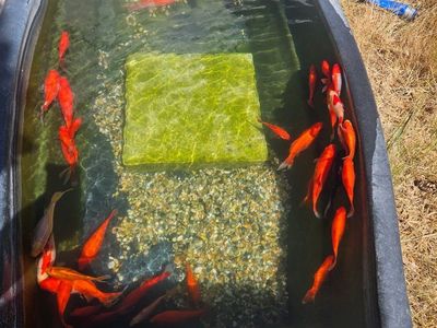 Free Goldfish - (Live Animals)