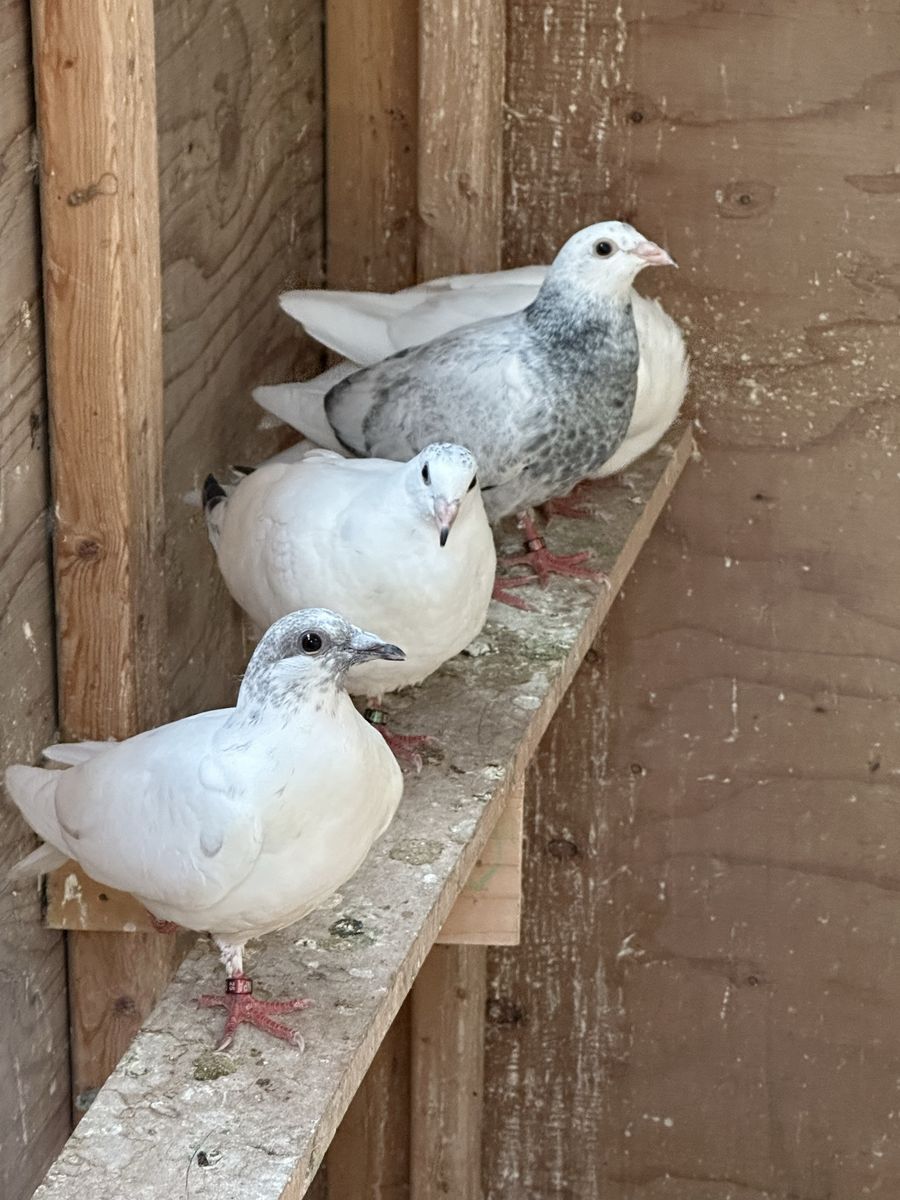 Young Homing Pigeons