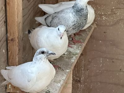 Young Homing Pigeons