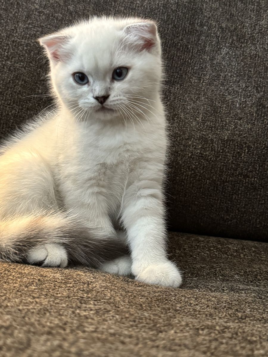 Scottish fold kitten. Boy