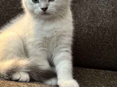 Scottish fold kitten. Boy