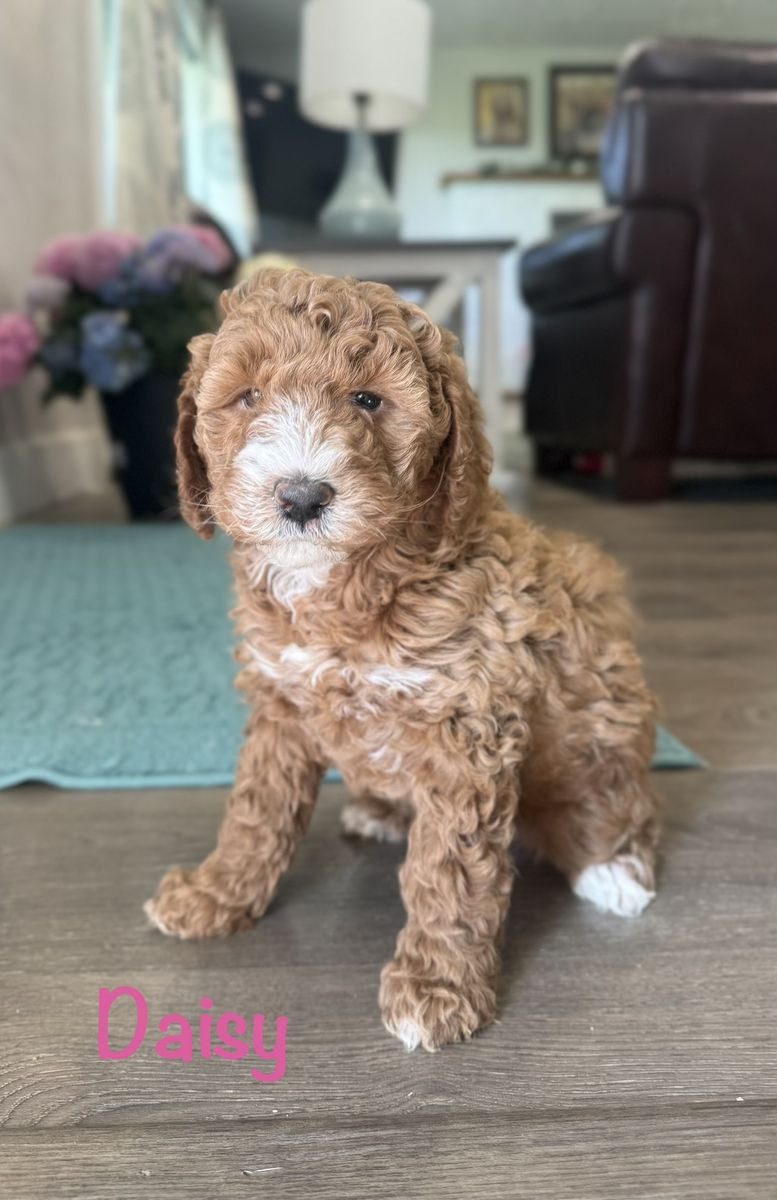 AKC mini poodle puppies!