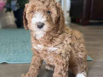 AKC mini poodle puppies!