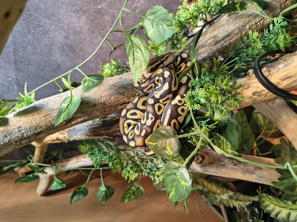 Pastel Ball python