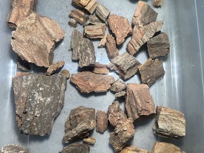 Crystallized Petrified Wood
