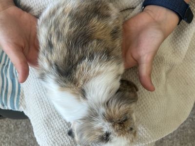 Female Lop baby bunnies