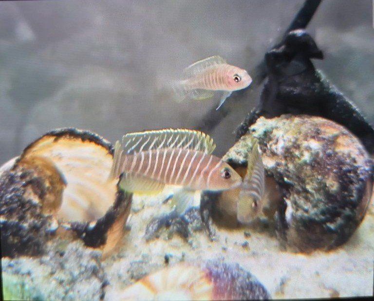 Neolamprologus/ Shell dwelling cichlids.