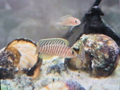 Neolamprologus/ Shell dwelling cichlids.