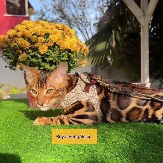 Show Quality / Breed Quality Bengal Studs