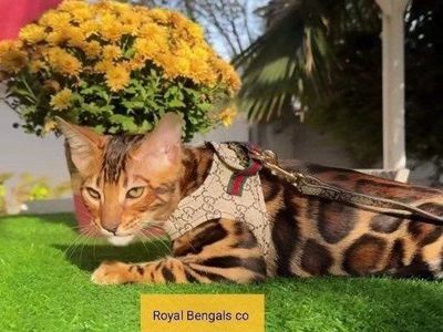 Show Quality / Breed Quality Bengal Studs