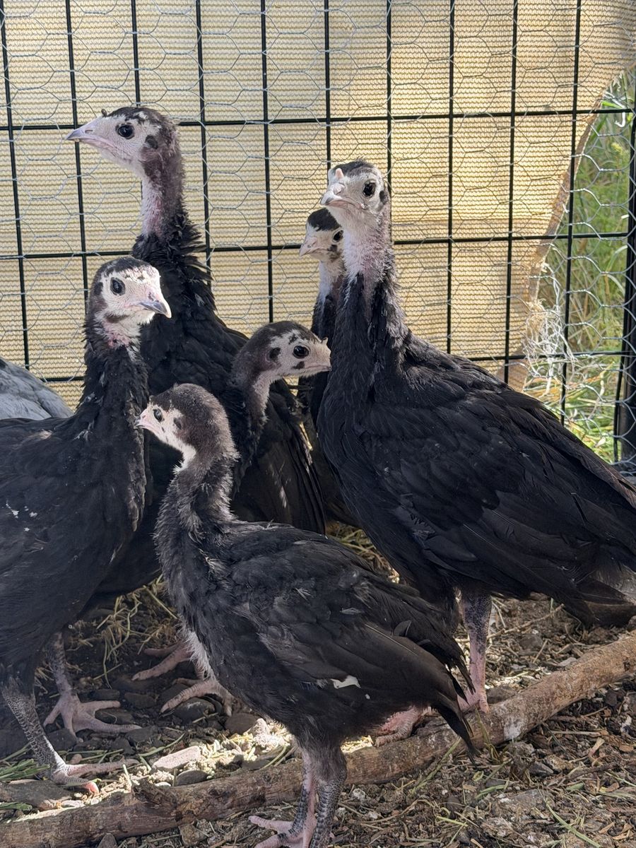 Eight week old Heritage turkeys unsexed
