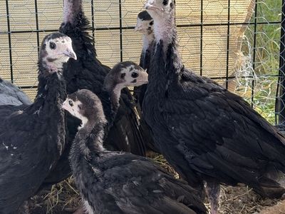 Eight week old Heritage turkeys unsexed