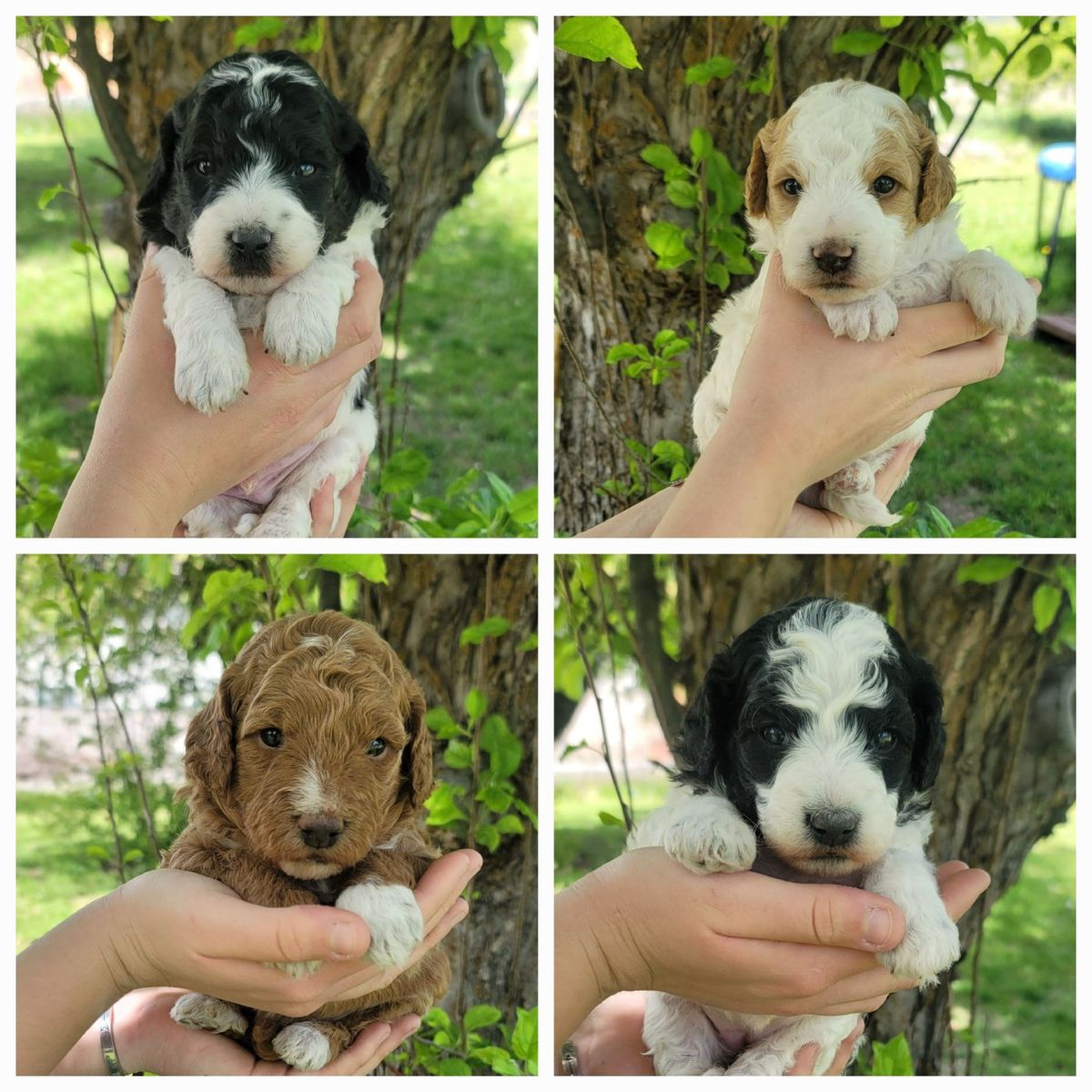 Multigen Mini Goldendoodles