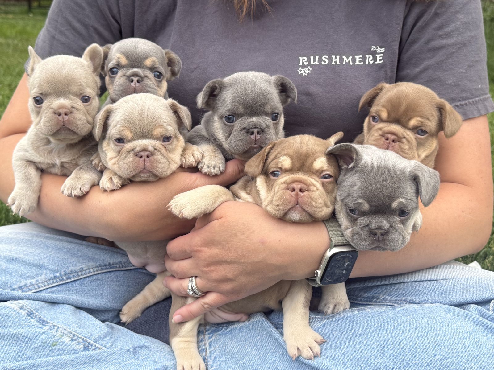 Exotic Color French Bulldog/Frenchie Puppies