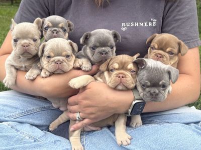 Exotic Color French Bulldog/Frenchie Puppies