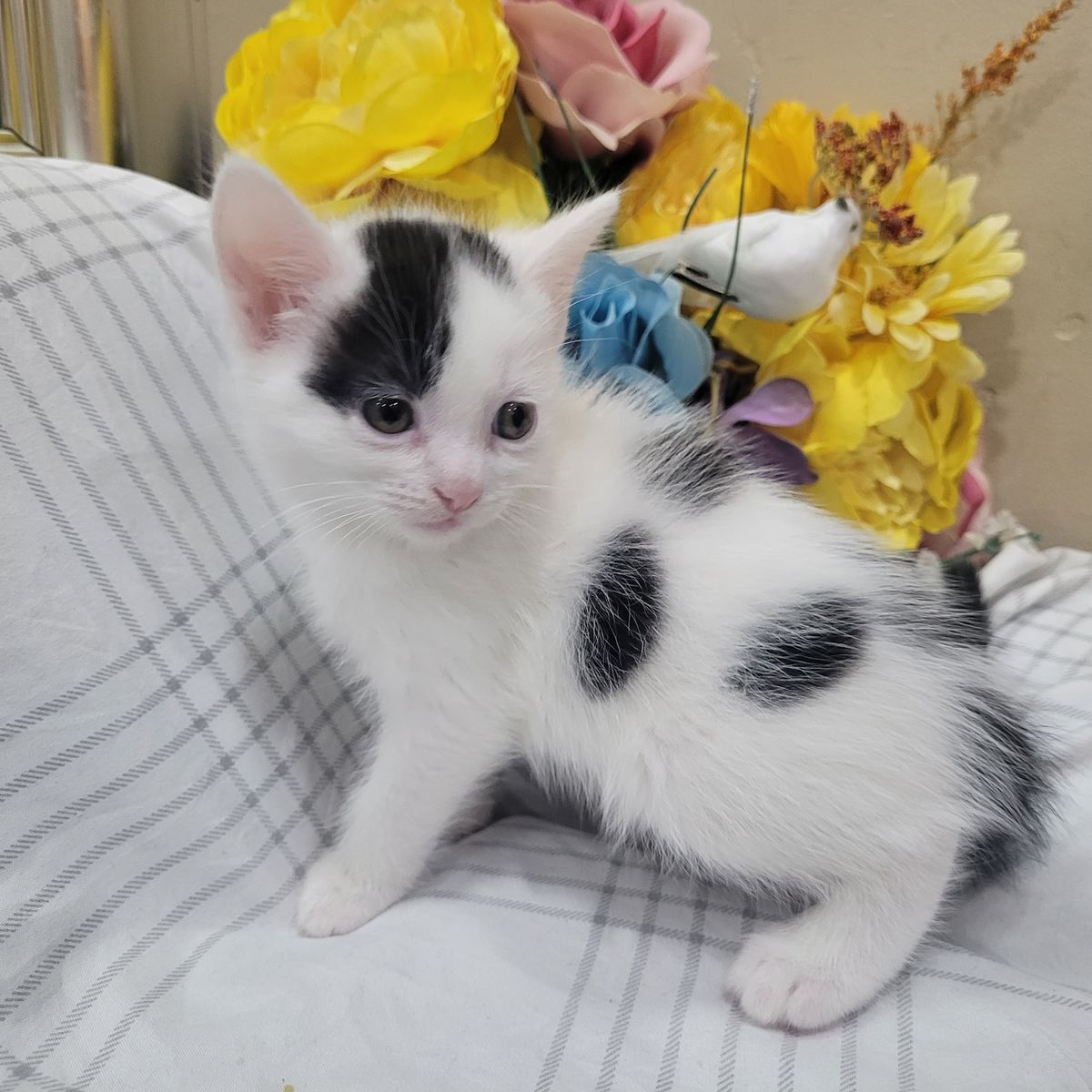 Cute kittens 7 weeks