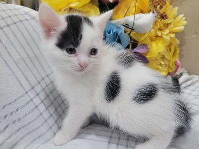 Cute kittens 7 weeks