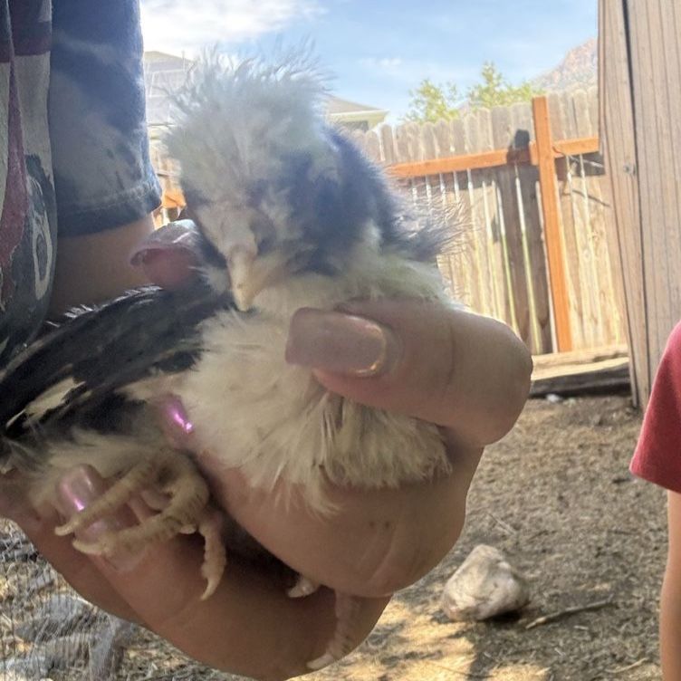 Baby Chicks - Polish Crested Showgirls - 3-4 Weeks Old, Mixed Colors, Healthy