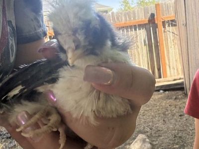 Baby Chicks - Polish Crested Showgirls - 3-4 Weeks Old, Mixed Colors, Healthy