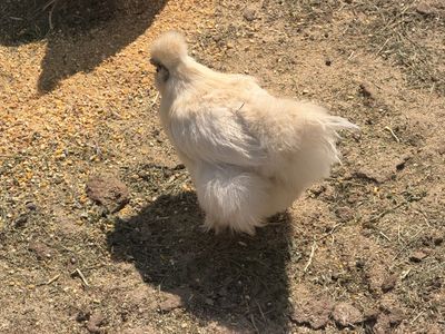 ISO White Silkie Rooster