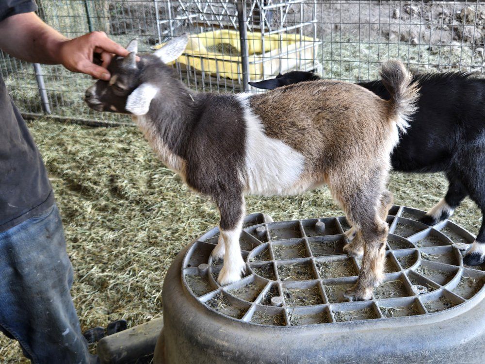 Nigerian dwarf buckling