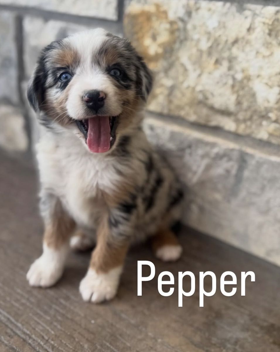 Mini Aussie Puppies