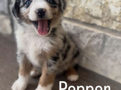 Mini Aussie Puppies