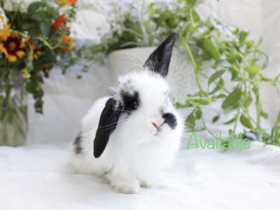 Mini lop babies! Pedigreed rabbits for sale