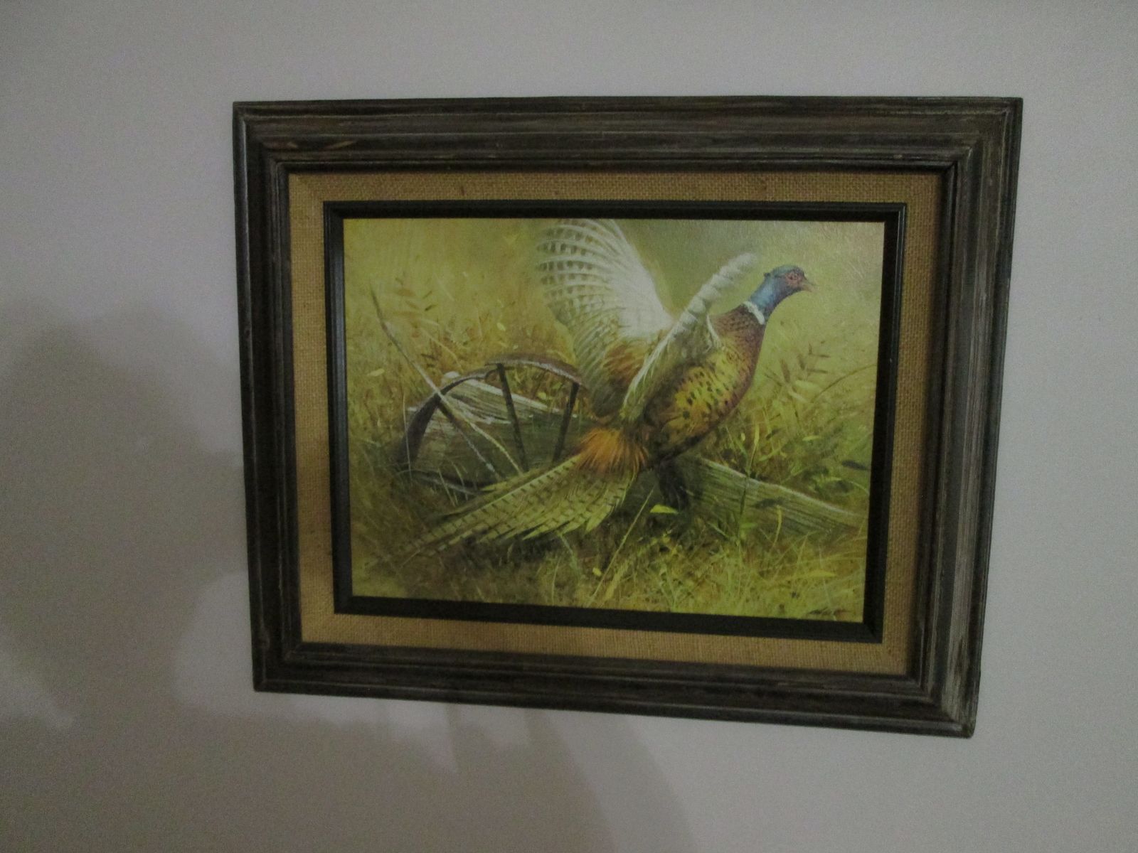 Pheasant Picture