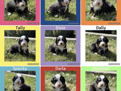 Bernese Mountain Dog Puppies