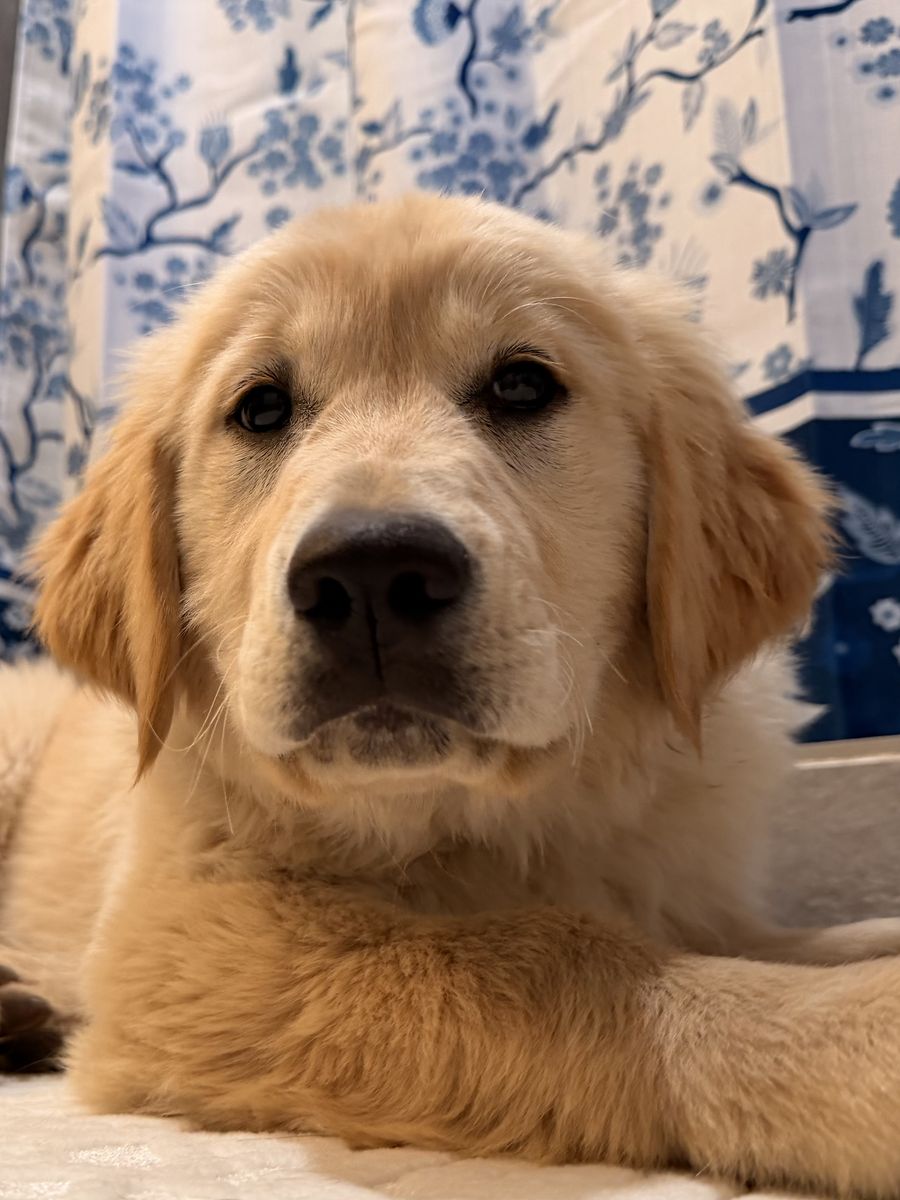 TRAINED Golden Retriever Lab Labrador