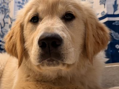 TRAINED Golden Retriever Lab Labrador