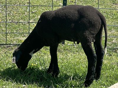 Ram lambs