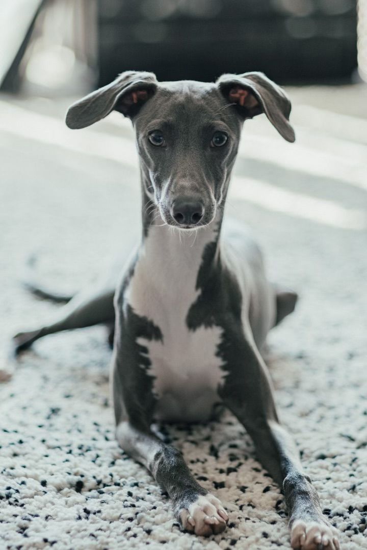 AKC Blue Italian Greyhound 20lbs Health Tested Stud/ Breeding