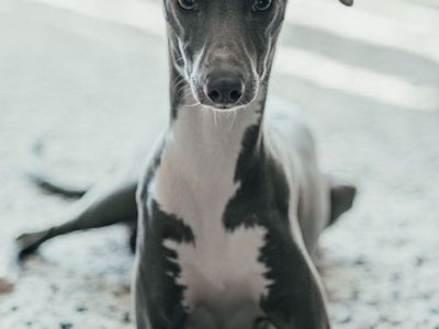 AKC Blue Italian Greyhound 20lbs Health Tested Stud/ Breeding
