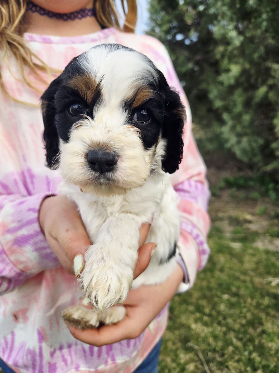 Mini Cockapoos