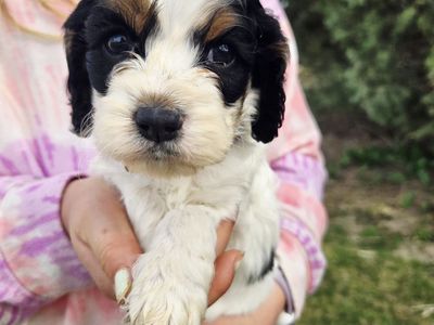Mini Cockapoos