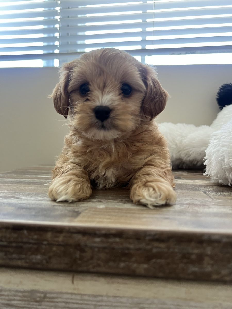 Yorkie Poo Puppies