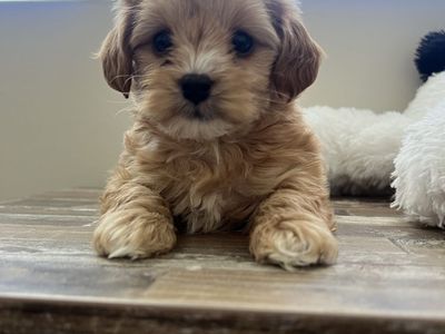 Yorkie Poo Puppies
